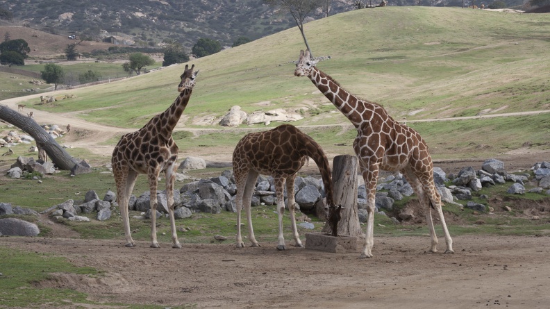 320-9925 Safari Park - Giraffes.jpg